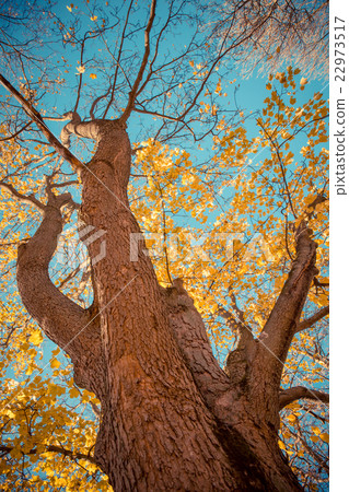 fall leaves trees 22973517