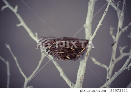 Bird nest on a tree Bird nest on a tree 22973521