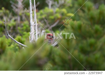 知床通行證的Ginzan Machico 知床通行證的Ginzan Machico 22973947