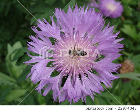 Persian cornflower violet flower with bee Persian cornflower violet flower with bee 22974045