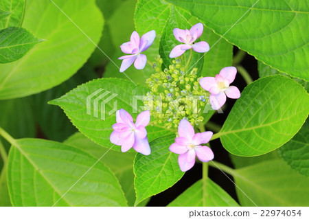 Pale pink hydrangea flower Pale pink hydrangea flower 22974054