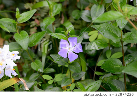 長春花 22974226