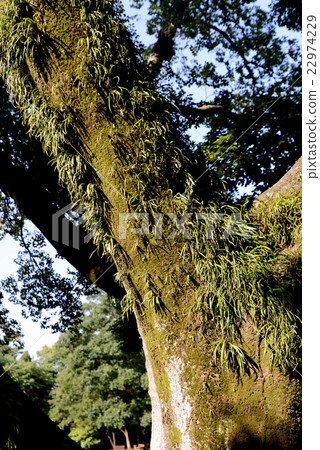 Nokin knob Nokin knob 22974229