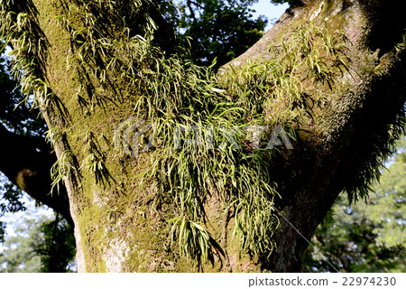 Nokin knob Nokin knob 22974230