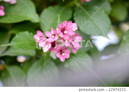 Deutzia gracilis Deutzia gracilis 22974231