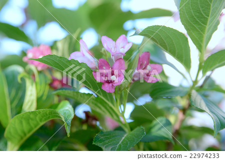 Deutzia gracilis 22974233