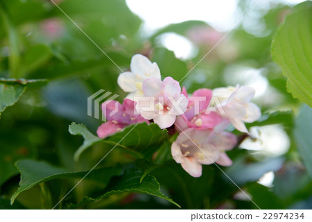 Deutzia gracilis Deutzia gracilis 22974234