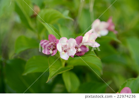 Deutzia gracilis 22974236