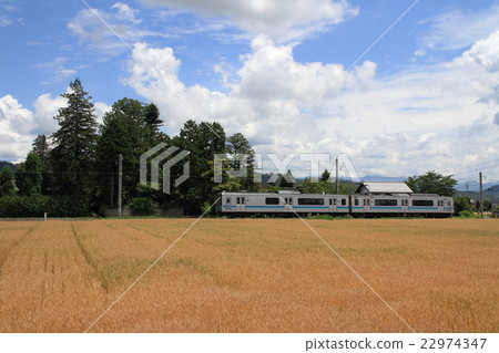 Ozo line Azuma barley fall 22974347