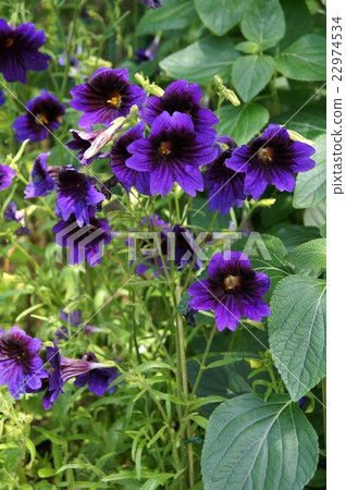 Salpigrosis · Cue Blue (Monkey Flower) 22974534
