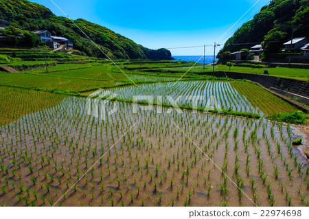 春日的水稻梯田水淹景觀 春日的水稻梯田水淹景觀 22974698