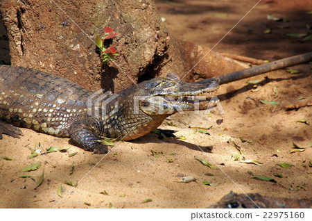 巴拉圭動物 22975160