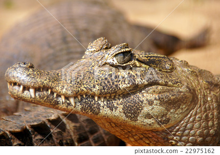 巴拉圭動物 巴拉圭動物 22975162