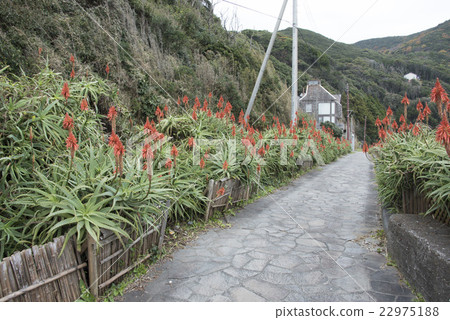 伊豆白濱“蘆薈村” 22975188