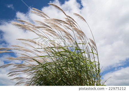 Autumn sky and Suzuki 22975212