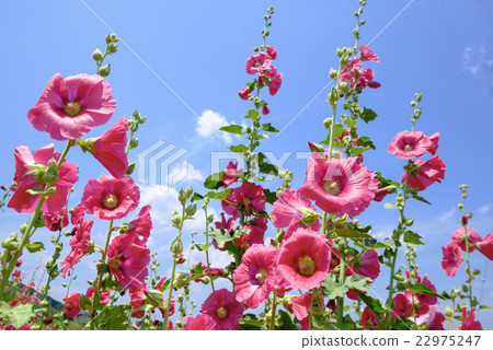 Tatiaoi flowers 22975247