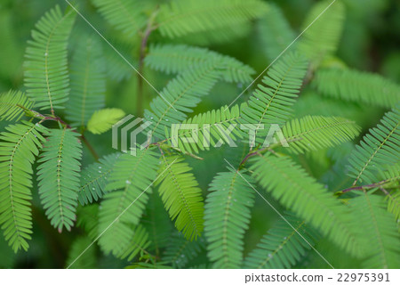 Kawaratetsu no leaves 22975391