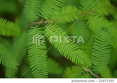 Kawaratetsu no leaves Kawaratetsu no leaves 22975395