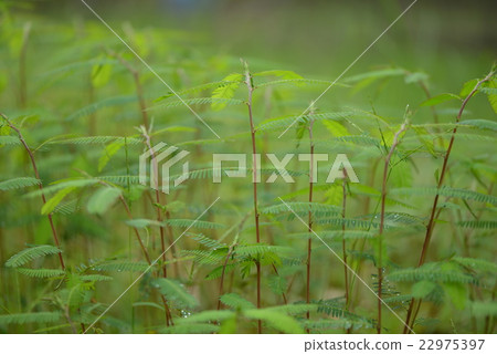 Kawaratetsu沒有葉子 22975397