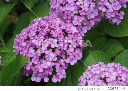 Vortex hydrangea It is sometimes called Uzujisai Otofuku. 22975444