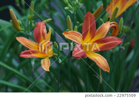 Wild grasshopper flower language "forget the sadness" Wild grasshopper flower language "forget the sadness" 22975509
