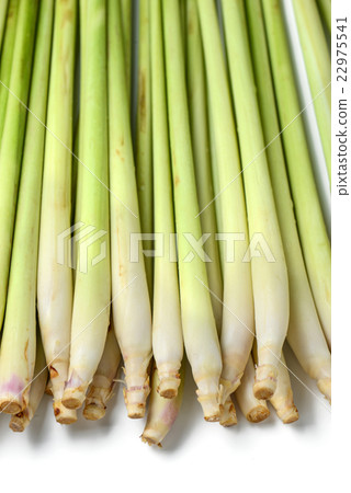 lemon grass lemon grass 22975541