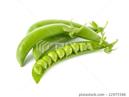fresh green sweet pea with stem on white fresh green sweet pea with stem on white 22975566