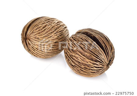 Suicide tree seed, Pong pong seed or Othalanga 22975750