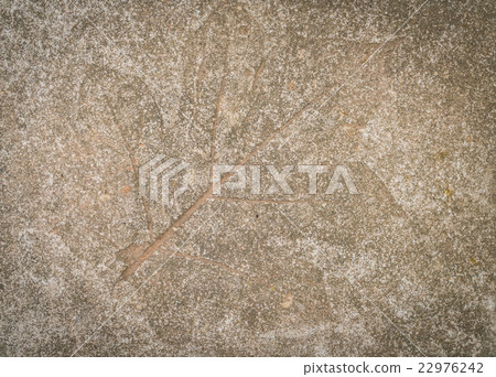 Leaf impression in stone Leaf impression in stone 22976242