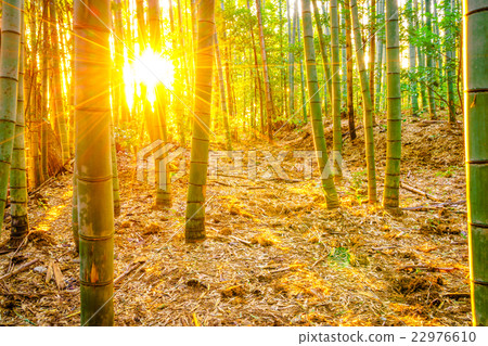 Bamboo forest with sunny in morning Bamboo forest with sunny in morning 22976610