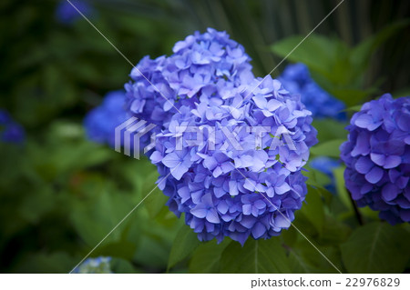 hydrangea   22976829