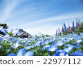 Nemophila and blue sky 22977112