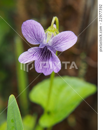 大羽Tachitsubosumire 22977392