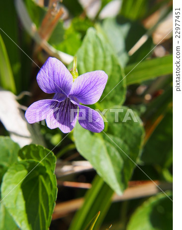 大羽Tachitsubosumire 大羽Tachitsubosumire 22977451