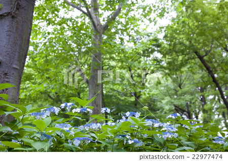 Tempo hydrangea 22977474