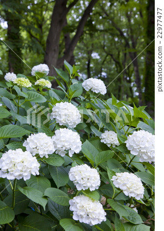 Tempo hydrangea 22977477