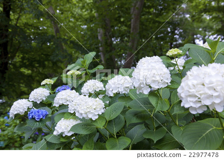 Tempo hydrangea 22977478