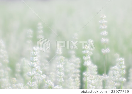 白色薰衣草軟焦點 白色薰衣草軟焦點 22977729
