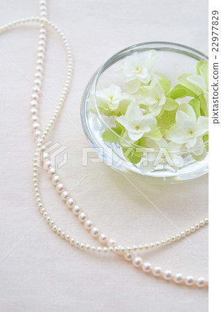 Pearl necklace and Kashiwaba hydrangea Pearl necklace and Kashiwaba hydrangea 22977829