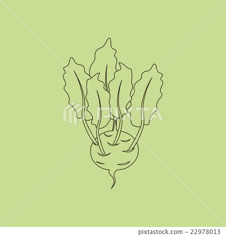 Kohlrabi Vegetable Icon 22978013