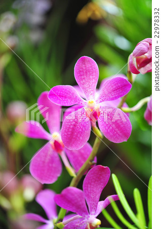 Beautiful Orchid flowers blooming. Beautiful Orchid flowers blooming. 22978332