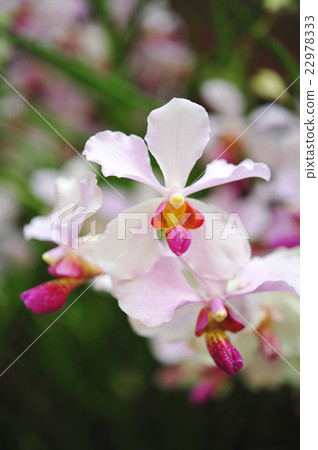 Beautiful Orchid flowers blooming. 22978333