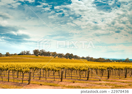 Wine valley in Barossa Wine valley in Barossa 22978436