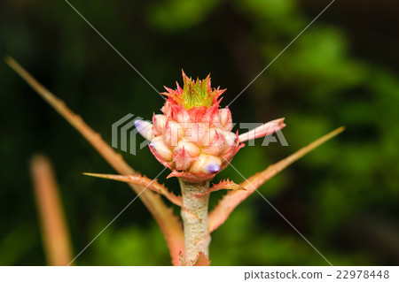 close up bromeliad or Urn Plant flower 22978448