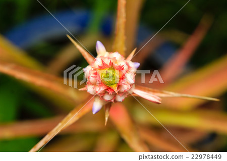 close up bromeliad or Urn Plant flower close up bromeliad or Urn Plant flower 22978449