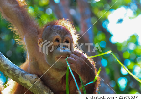 猩猩 22978637