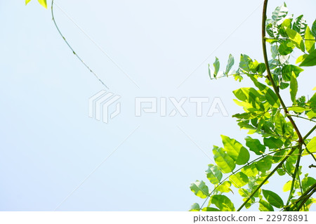 富士葉和藤9 22978891