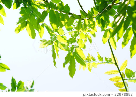 紫藤葉和藤10 22978892