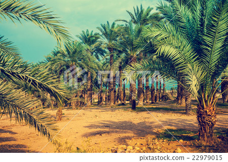 Date palm trees plantation 22979015