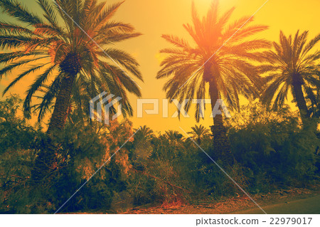 Date palm trees against sunset orange sky Date palm trees against sunset orange sky 22979017